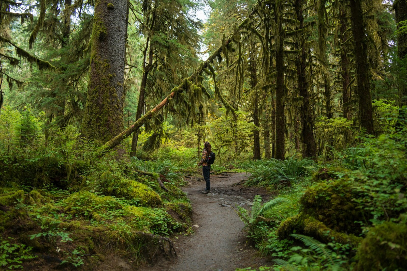 a woman walking on a path in a forest